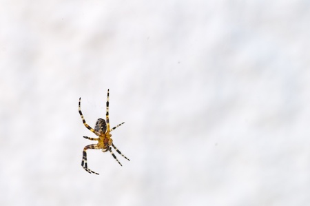 spiderの写真素材