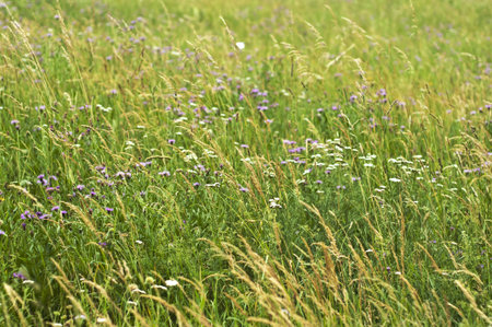 meadow 