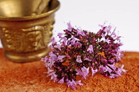 oregano