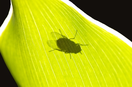 fly in back lightの写真素材