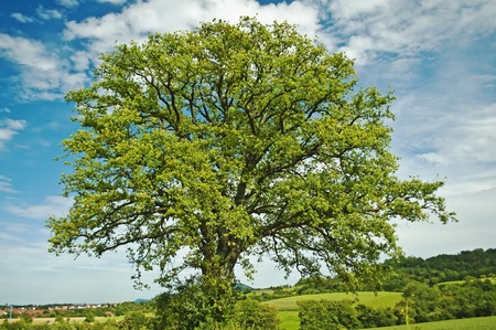 oak  treeの写真素材