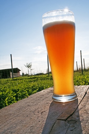 German wheat beer in afternoon sunの写真素材