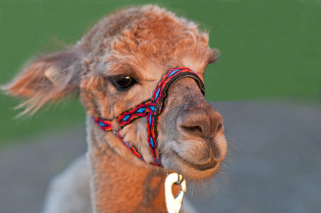 Alpaca, Vicugna pacosの写真素材
