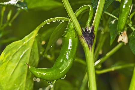 chili with raindropsの写真素材