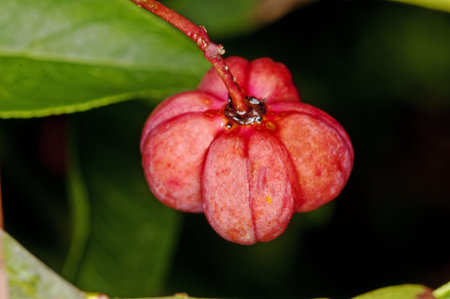 fruit of European spindle tree
