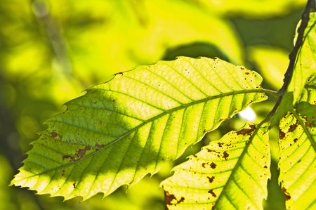 Chestnut leaf in back-light