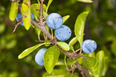 Blackthorn, Prunus spinosusの写真素材