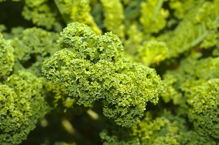 green kale の写真素材