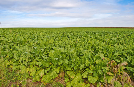 sugar beet