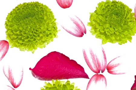 flowerの写真素材