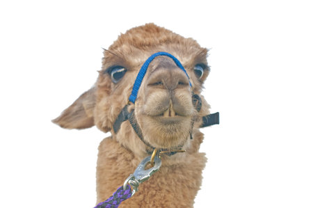 Alpacaの写真素材