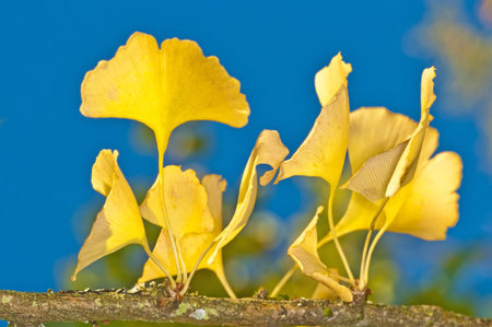 Ginkgo leaves in autumnal color