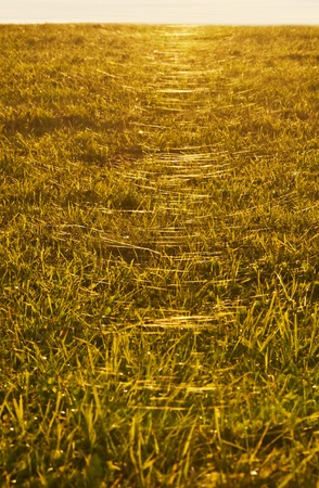 spider webs in back lightの写真素材