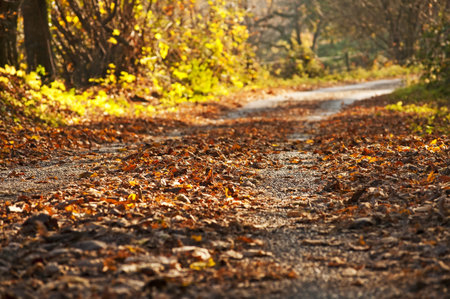 autumnal colors