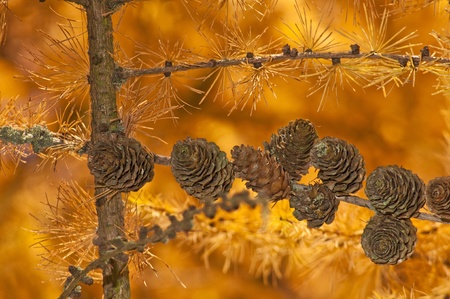 larch in autumnal colorの写真素材