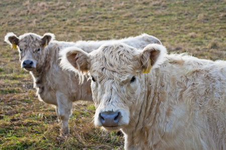galloway ox