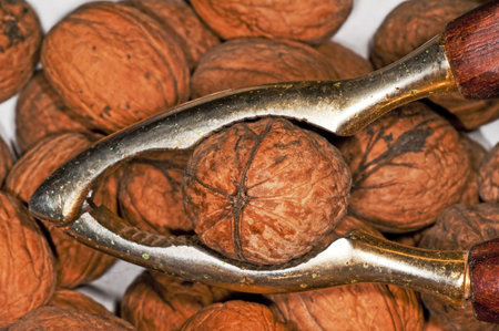 walnut
