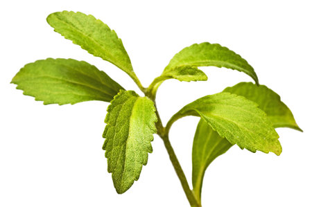 Stevia rebaudiana the herbal support for sugar