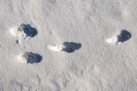 rabbit track in snowの写真素材