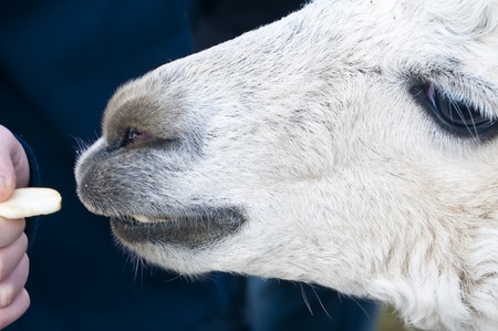 Alpacaの写真素材