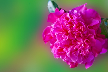 cameliaの写真素材