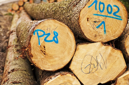 timber wood