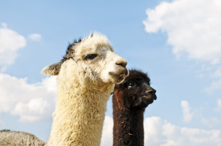 Alpaca, Vicugna pacos