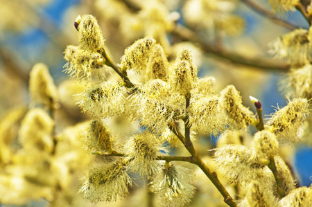 willow blossom