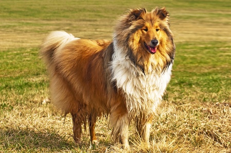wet collie dogの写真素材