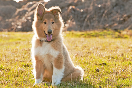 collie whelpの写真素材