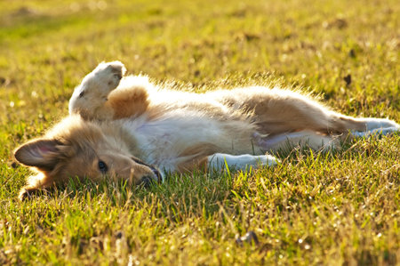 collie whelpの写真素材