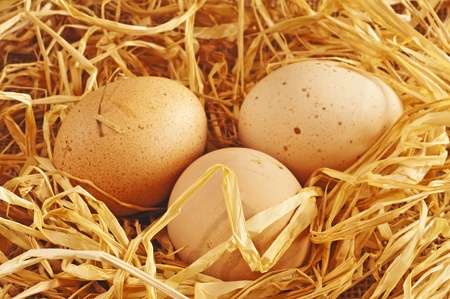 egg in a nest の写真素材