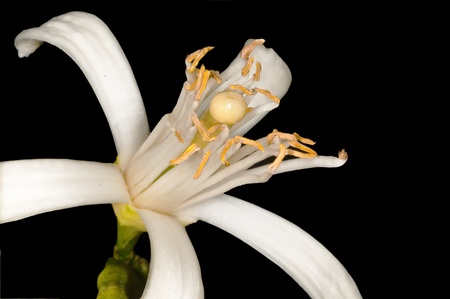 orange bloomの写真素材