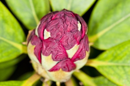 Rhododendronの写真素材