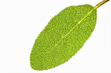 sage 