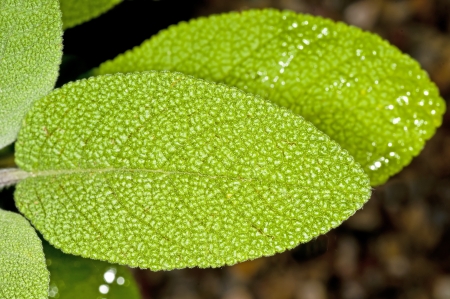 sage, Salvia officinalisのeditorial素材