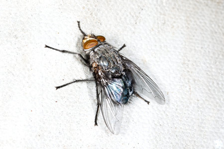 fly, Callipohora 