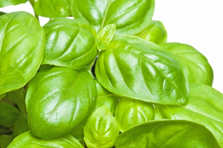 basilの写真素材