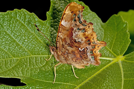 Comma butterfly, Polygonia c-album