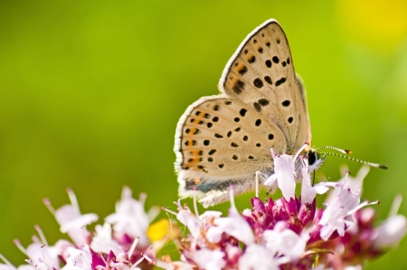 common blue,  Polyommatus icarusの写真素材