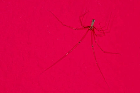 daddy longleg