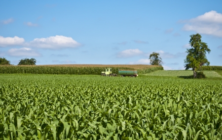 corn field with tractorの写真素材