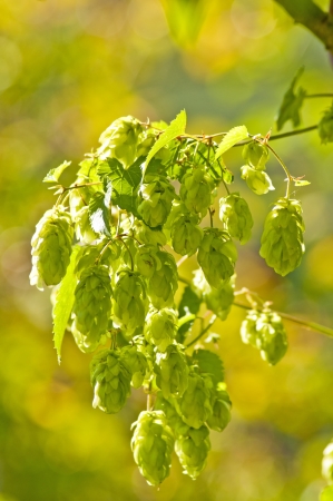 hop with colorful, blurred backgroundの写真素材