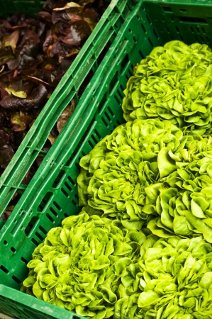 salad offerの写真素材