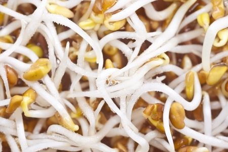 sprouts of alfalfaの写真素材