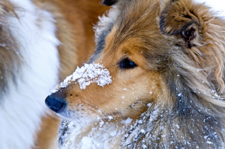 Collie dog in snowの写真素材