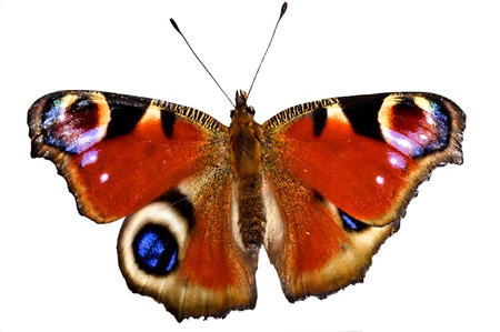 peacock butterfly の写真素材