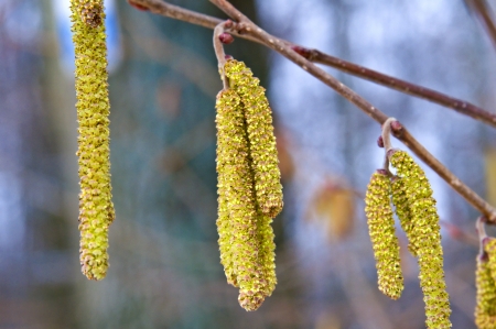 Hazelnut bloomの写真素材