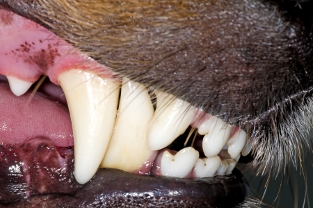 dog teethの写真素材