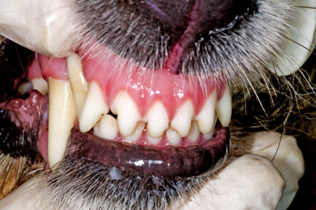 dog teeth examinationの写真素材
